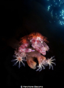 Porcelain crab.
Lembeh stgrait.
Nikon D800E ,105 macro ... by Marchione Giacomo 